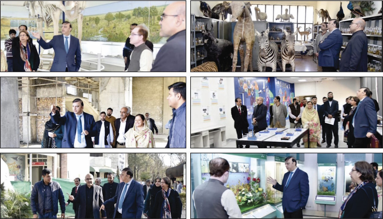 Engr Sajid Baloch, Secretary Ministry of Science and Technology (MOST) carried out visit of the Pakistan Museum of Natural History (PMNH) Islamabad. Gave improvement ideas and approvals for the three new blocks, natural history display halls, video audio aids, dinosaur fossils and jurassic theme entertainment, cafeteria, souvenir shop, park etc in scenic Shakarparian area. He directed it to be developed as a knowledge hub as well as fun recreation place, especially for youth and kids insha ALLAH.